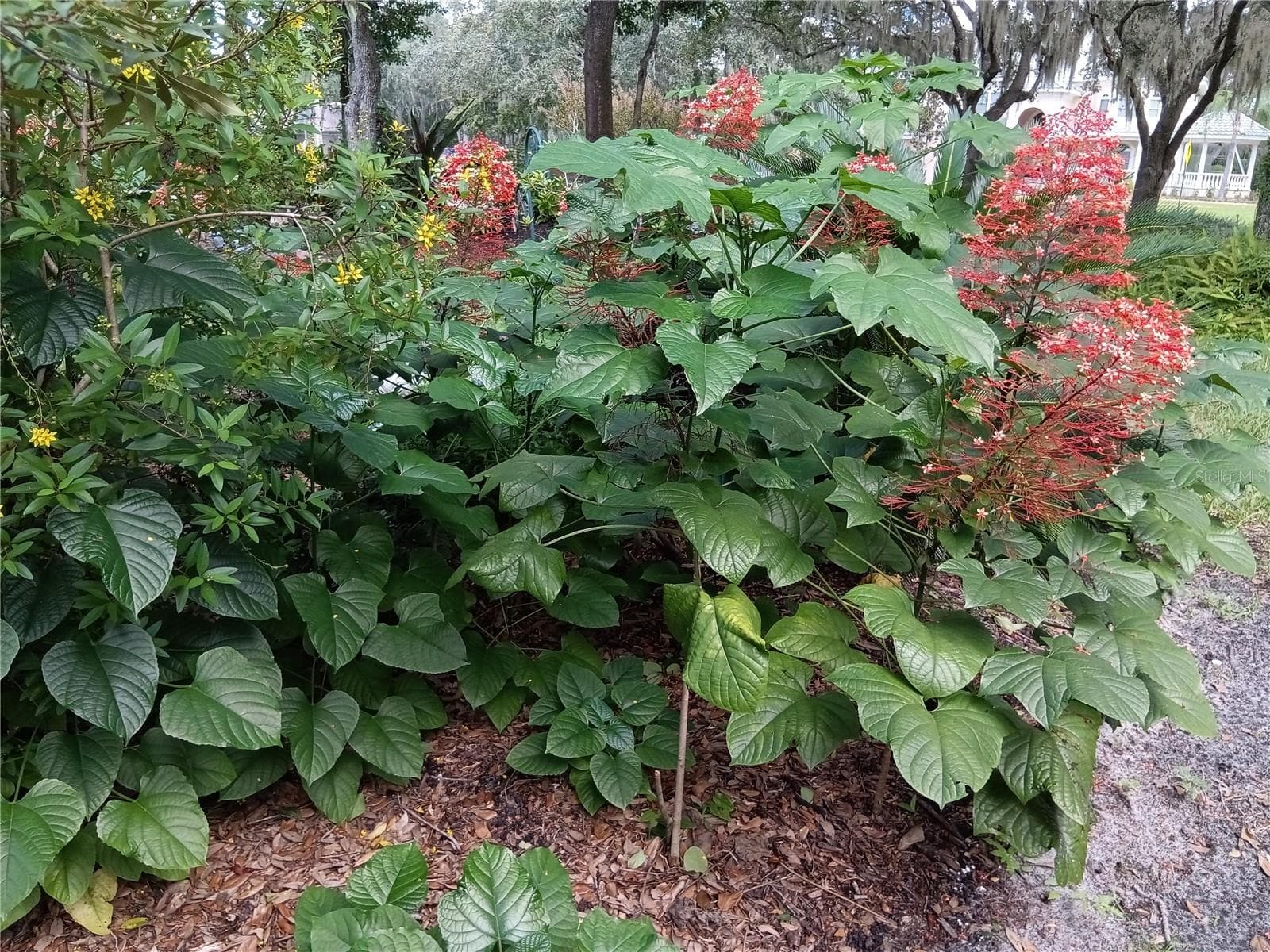 Yours beautiful flowers - 5316 LOCHMEAD TER, ZEPHYRHILLS