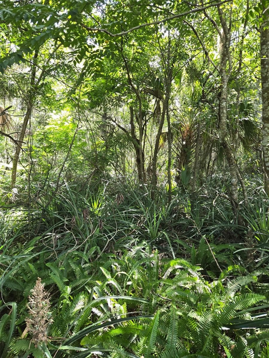 Land at DUTTON AVE, DELAND, photo 4 of 6