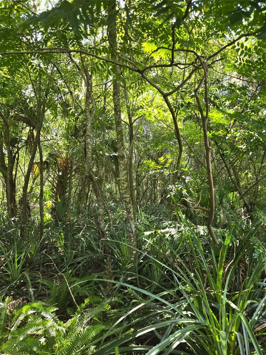 Land at DUTTON AVE, DELAND, photo 5 of 6