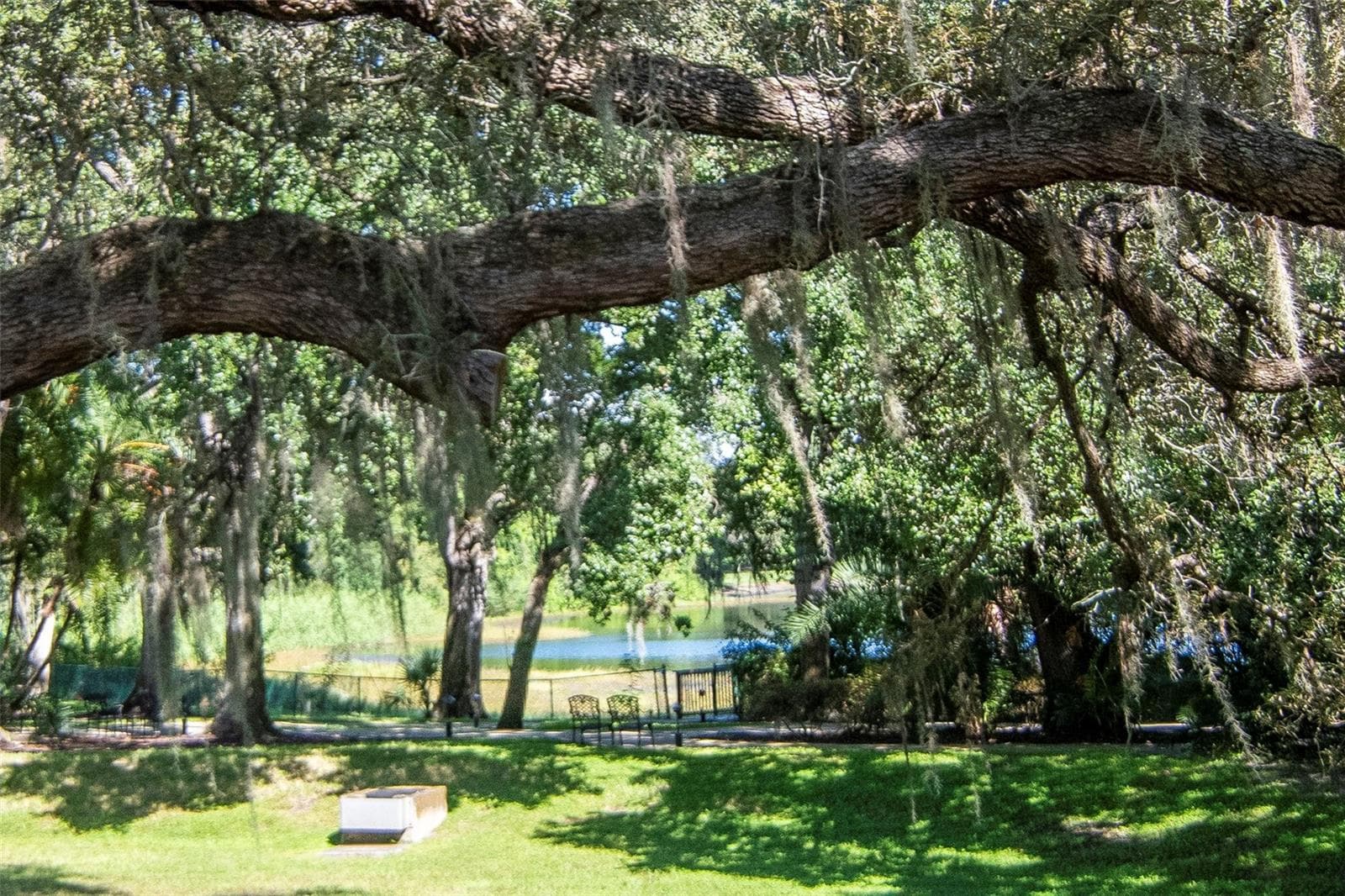 Back Yard Pond View - 1967 BECKETT LAKE DR, CLEARWATER