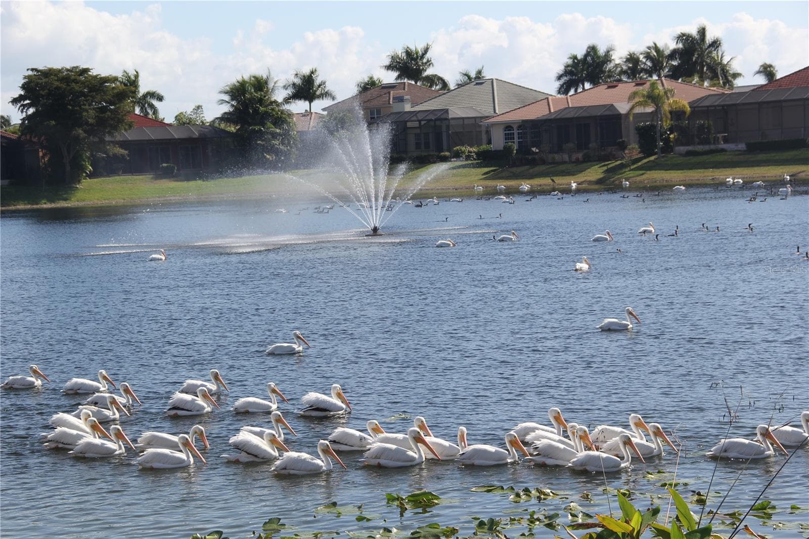 Visit from migrating White Pelicans - 8451 SOUTHWIND BAY CIR, FORT MYERS