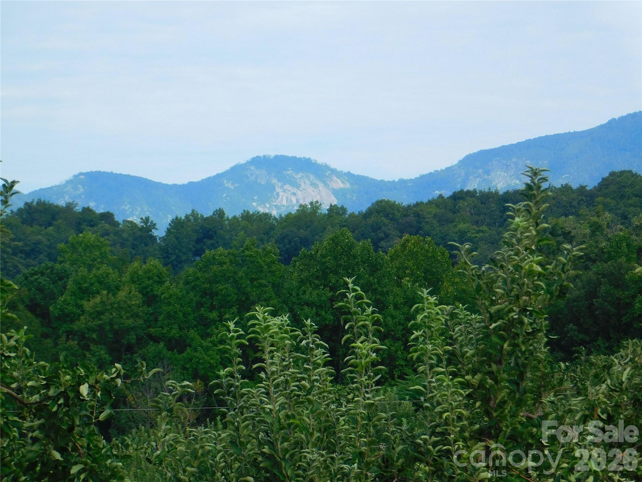 views from back yard and house - 296 Acorn Lane, Rutherfordton