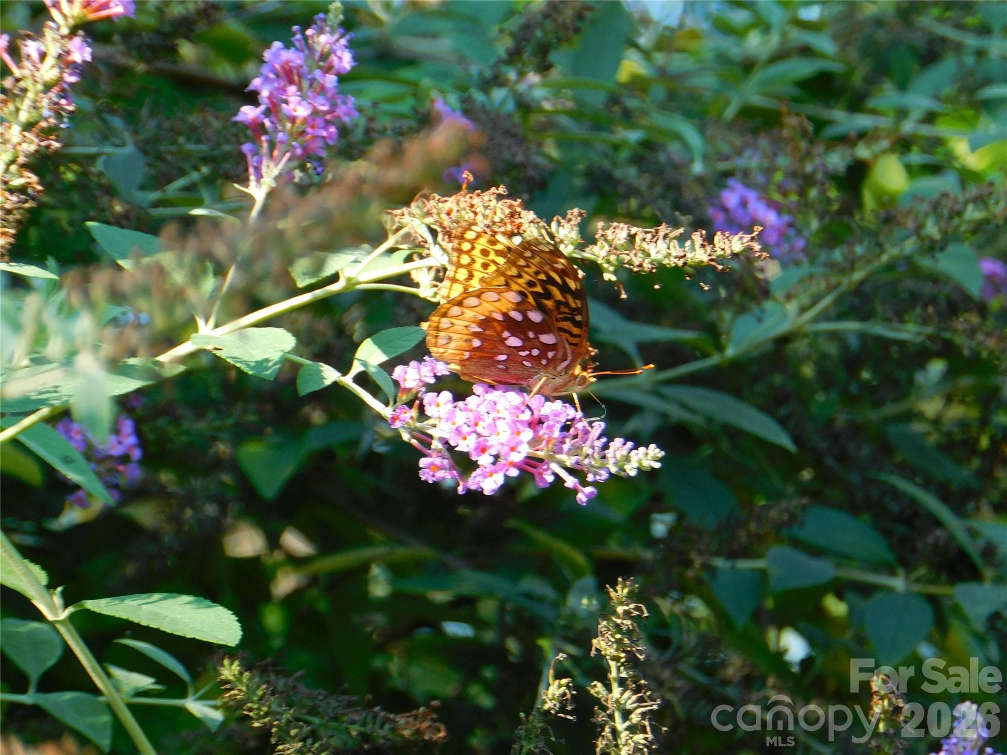 Butterfly bush - 296 Acorn Lane, Rutherfordton