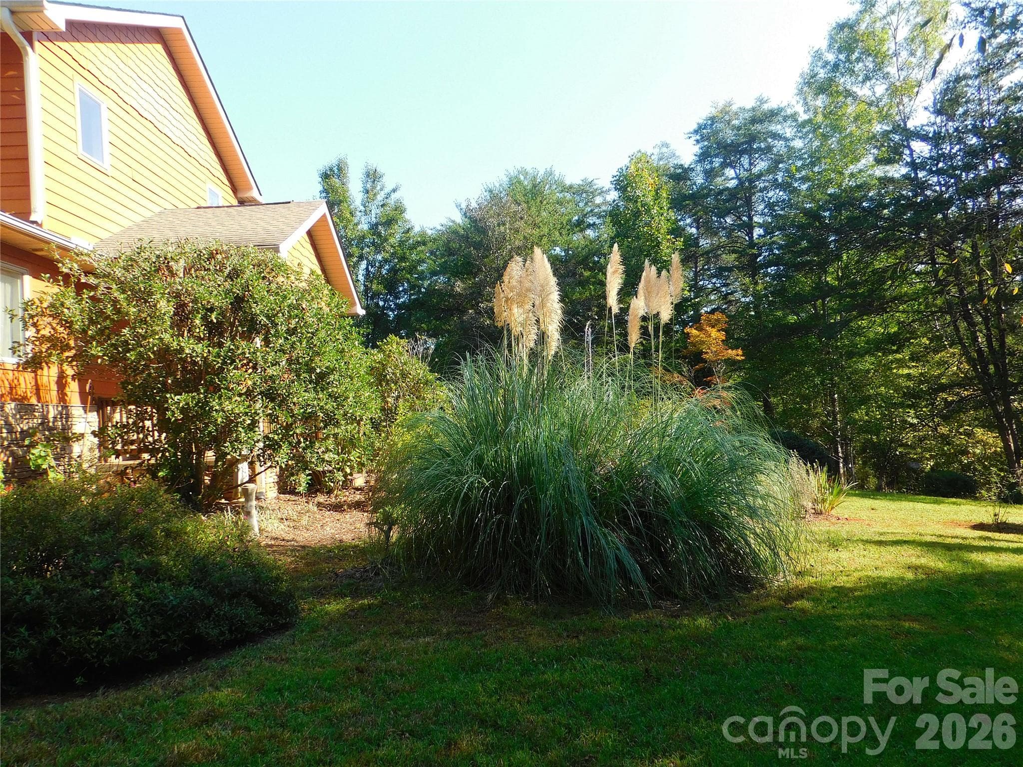 Pampas grass - 296 Acorn Lane, Rutherfordton