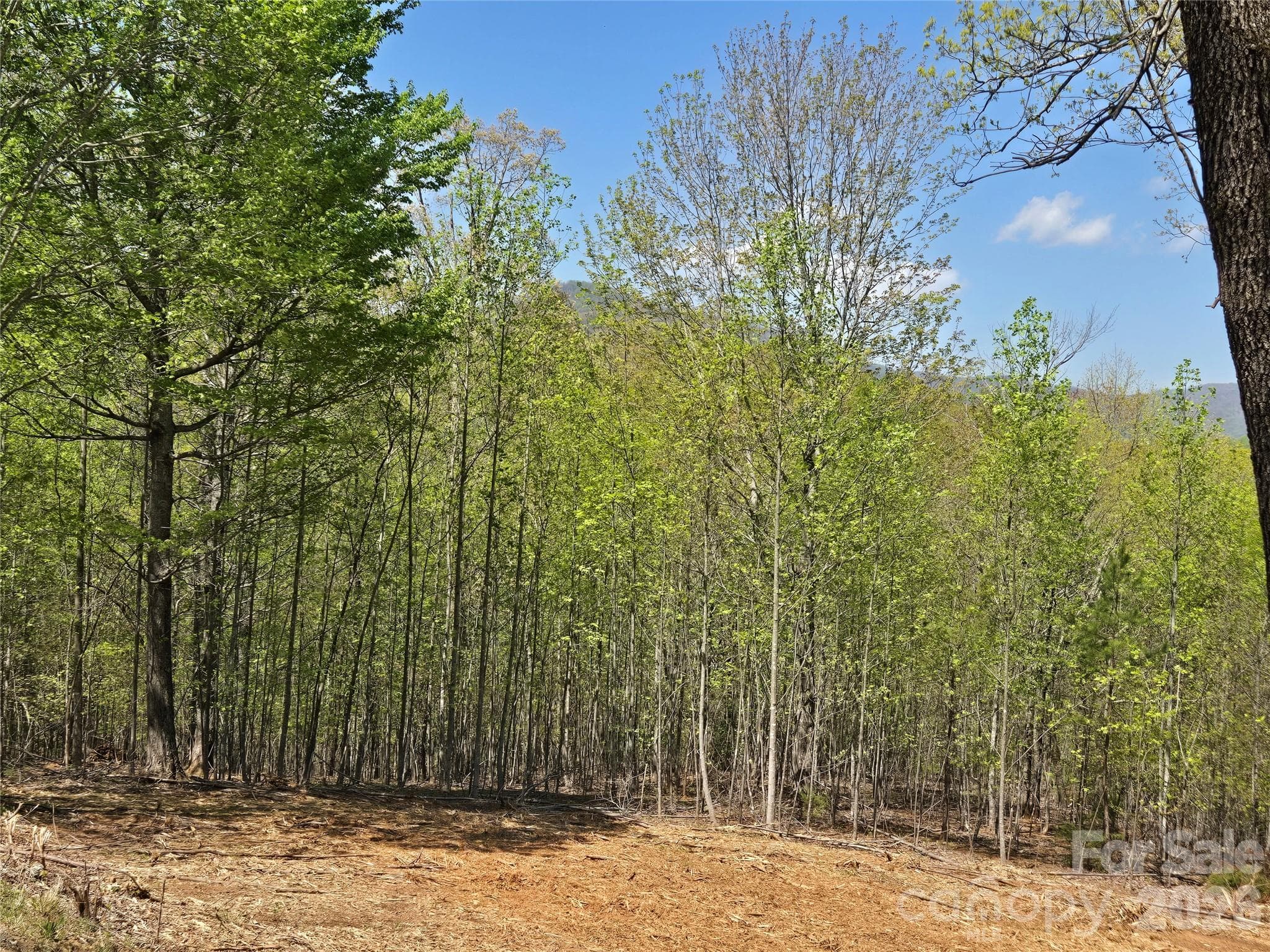 Lot at Lake Lure, photo 8 of 44