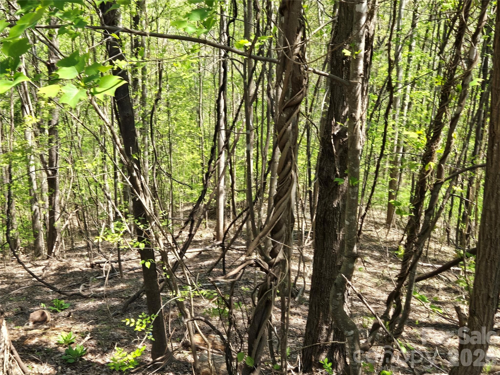 Lot at Lake Lure, photo 6 of 42