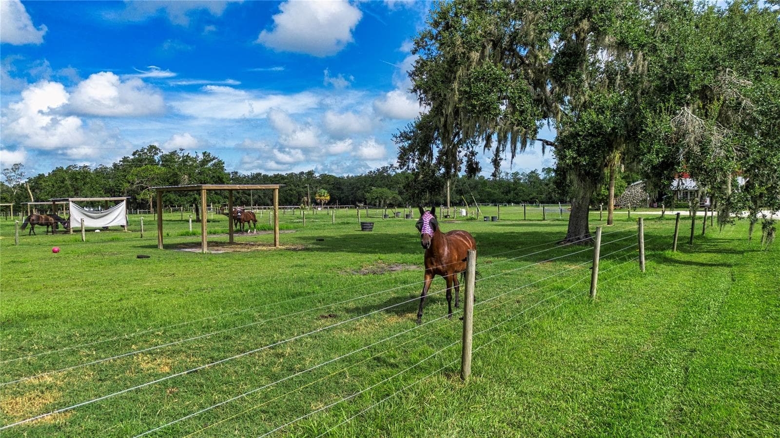 One of nine pastures - 2501 LIGHTFOOT RD, WIMAUMA