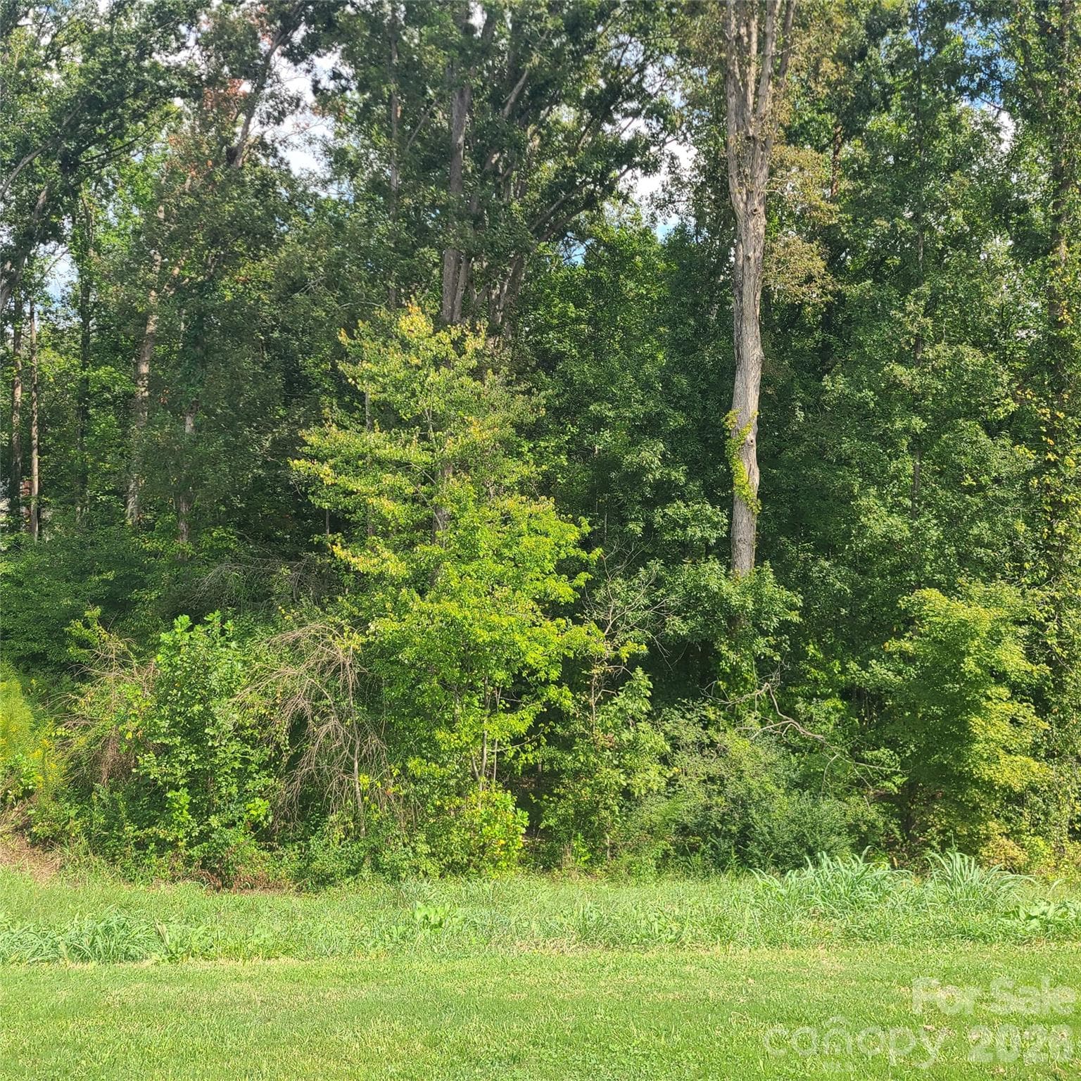 Wooded area behind house - 121 Olive Tea Lane, Statesville