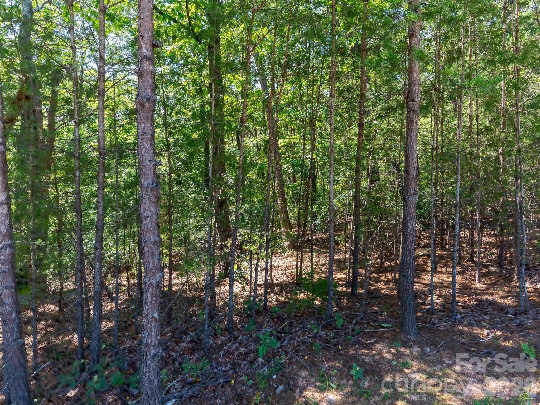 Lot at Mill Spring, photo 4 of 28