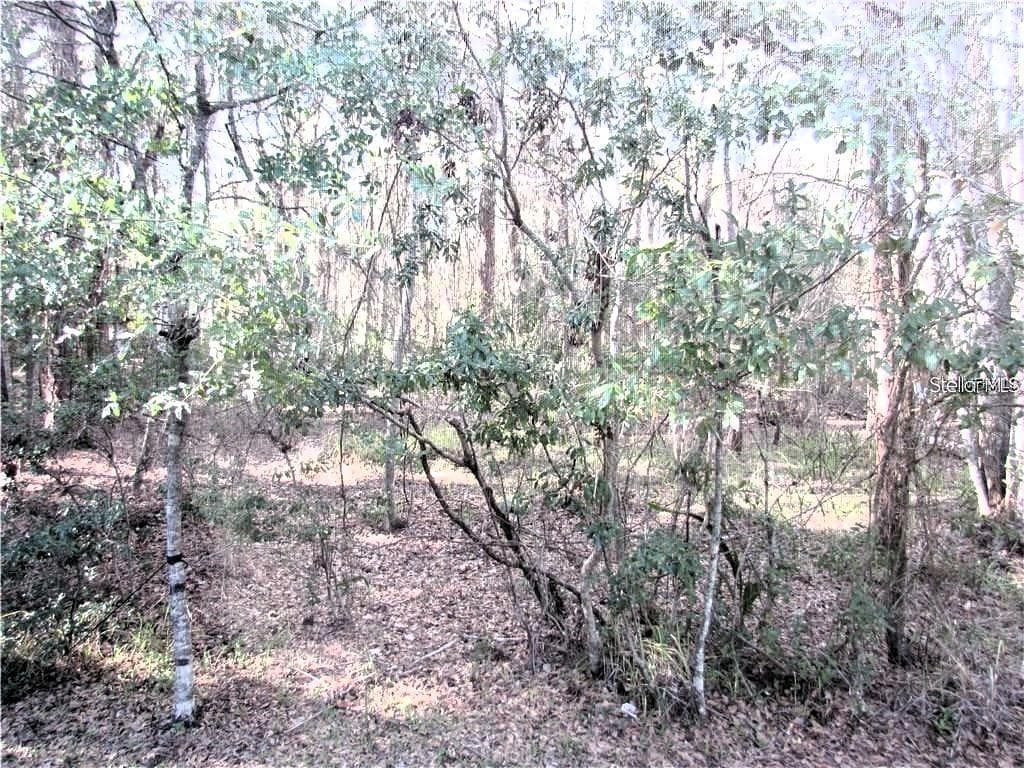 Woods/Conservation Area View - 4343 LAKESHORE DR, PALM HARBOR