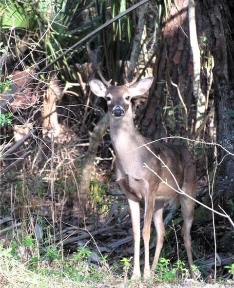 Awwww! - 4343 LAKESHORE DR, PALM HARBOR