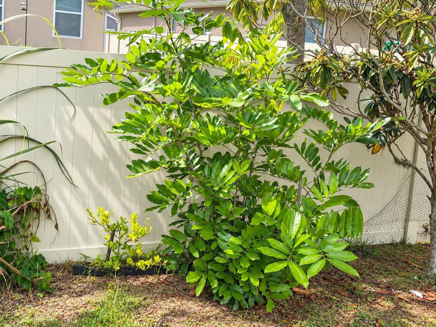 Fruit Tree - Ackee - 4408 ARUBA BLVD, CLERMONT