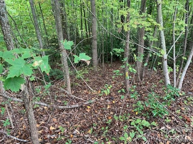 This beautiful mtn land, build/stack levels. - 105 CROSSVINE Trail, Laurel Park