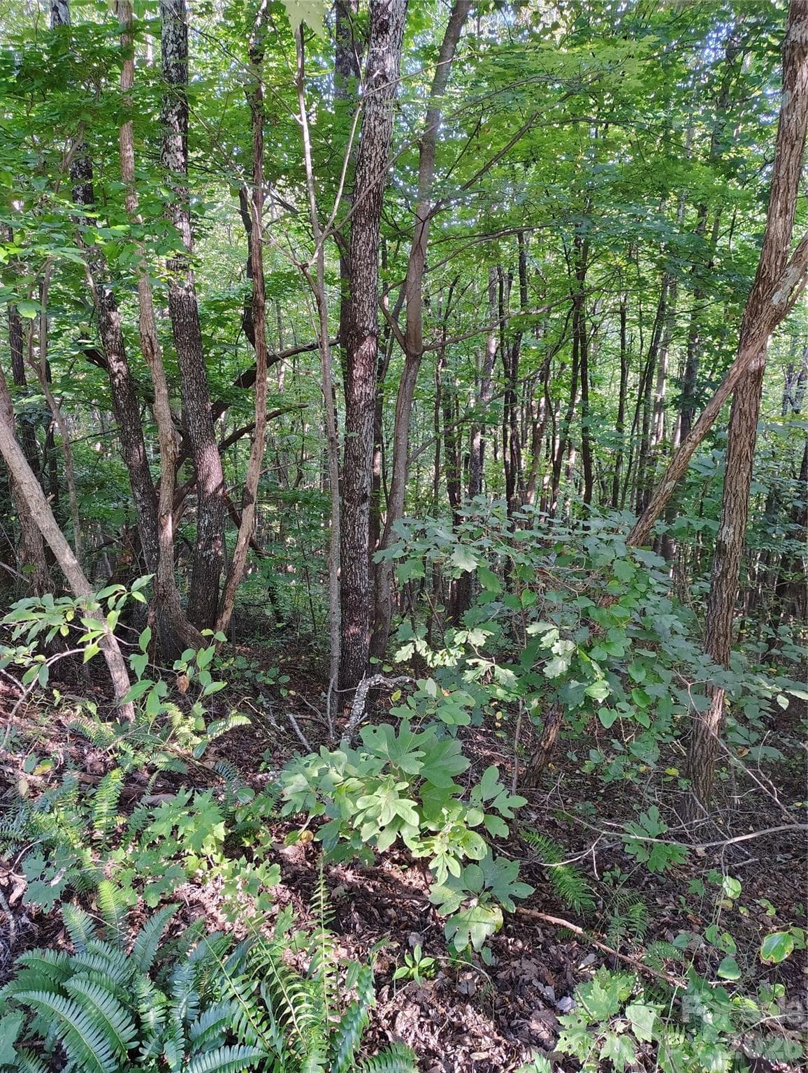 sloped down from the road - 304 Feather Falls Trail, Old Fort