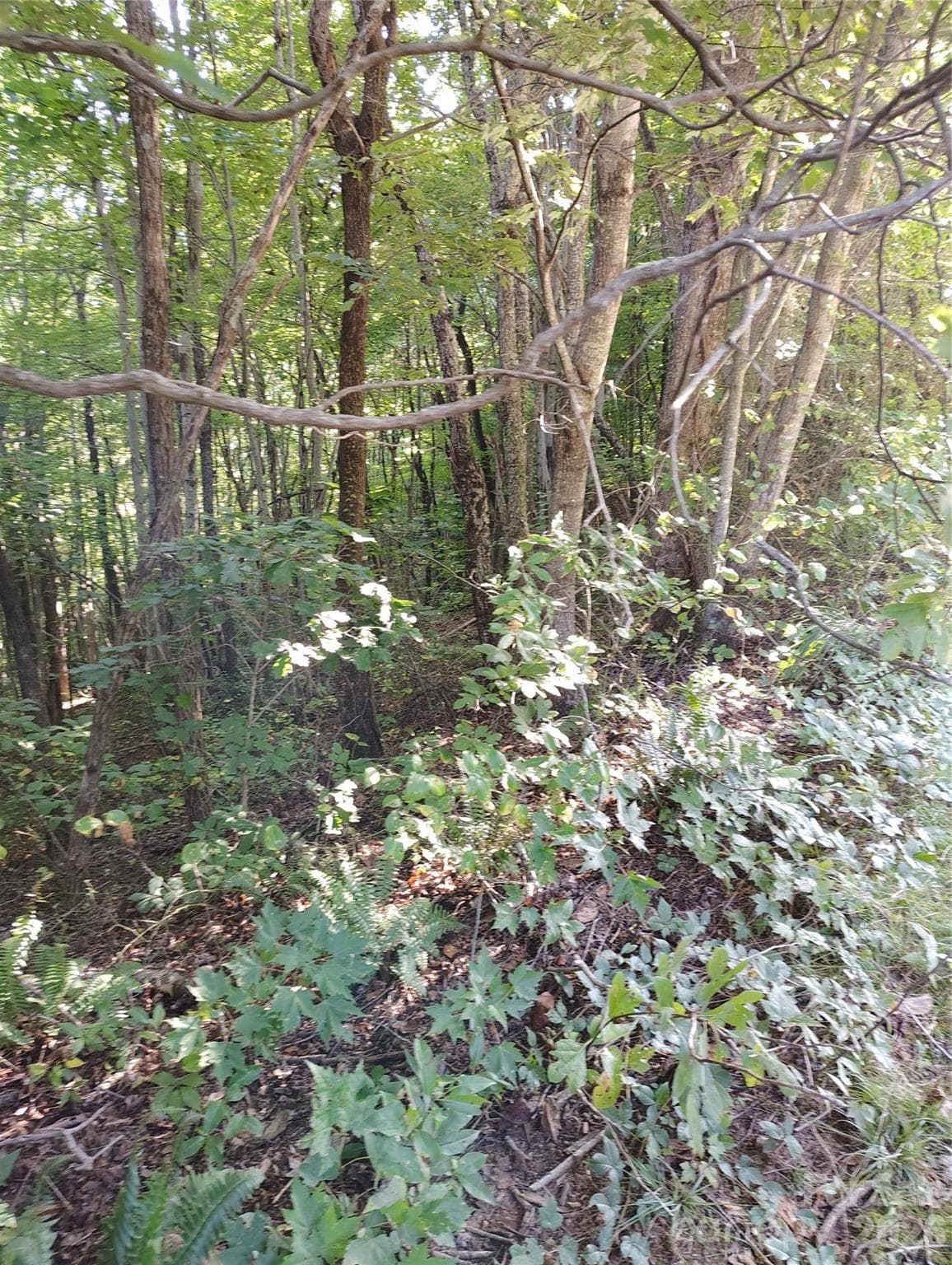 live in this beautiful forest - 304 Feather Falls Trail, Old Fort