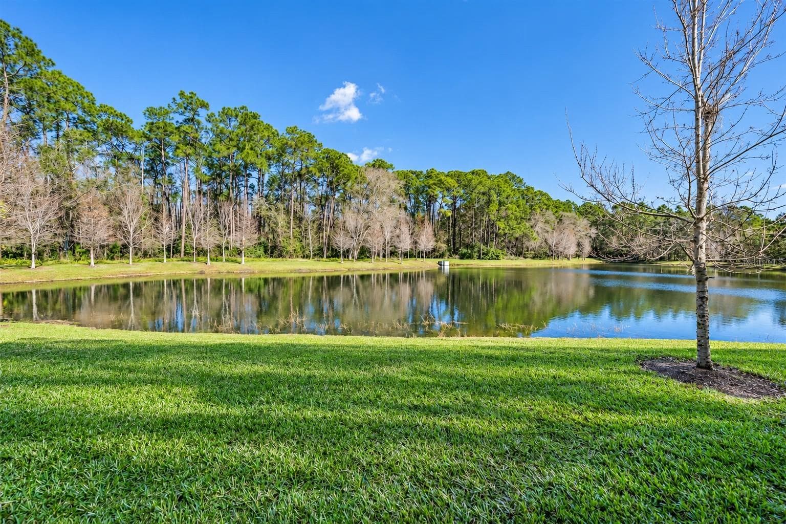 Back yard waterviews and conservation - 5527 CUMBERLAND STAR CT, LUTZ