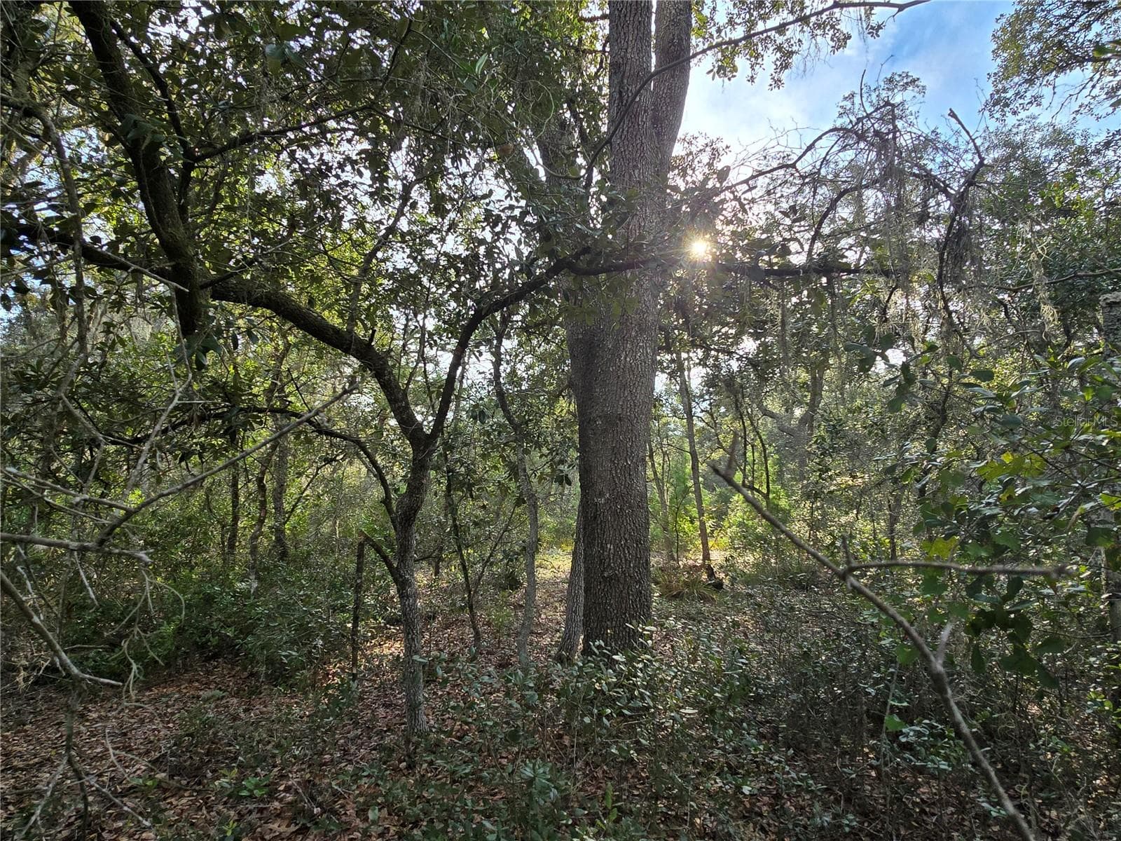 Land at FISHER WAY, OCKLAWAHA, photo 6 of 13