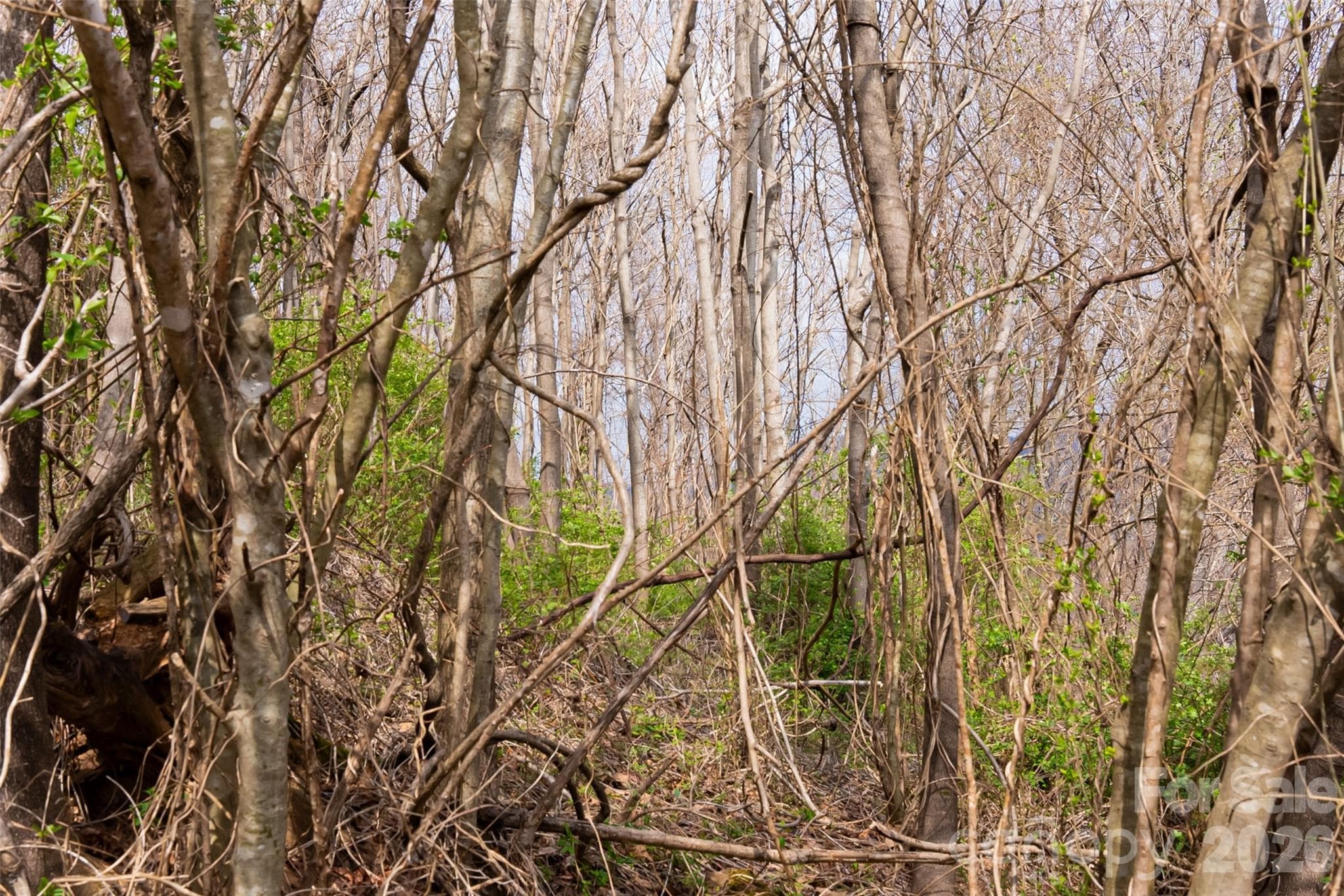 Lot at Asheville, photo 8 of 44