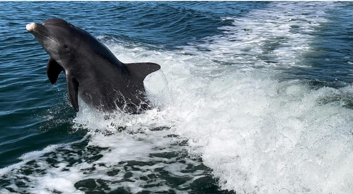 Dolphins jumping in Lemon Bay - 352 OAK ST, ENGLEWOOD