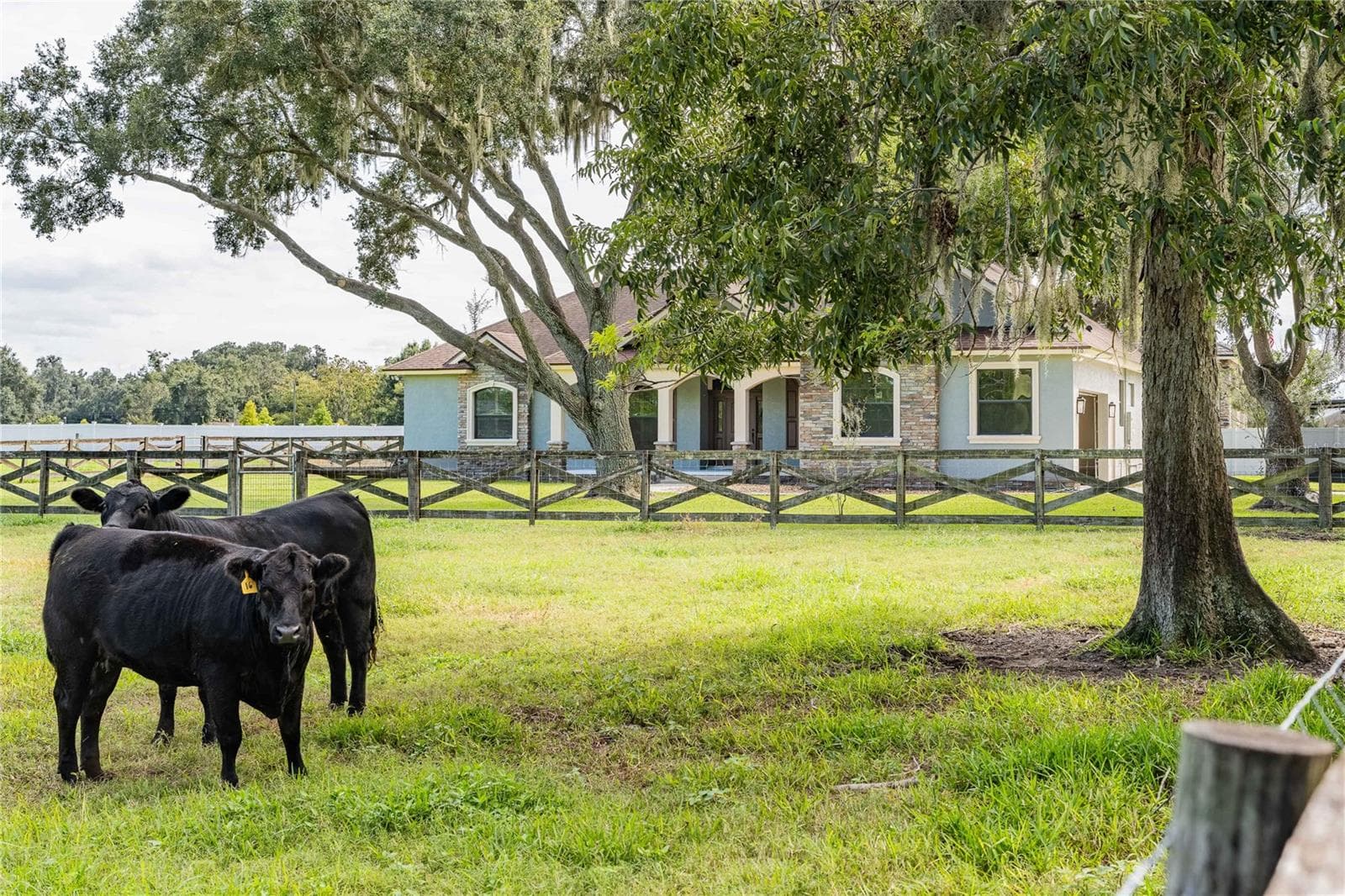 Cows!! - 3910 KNIGHTS STATION RD, LAKELAND