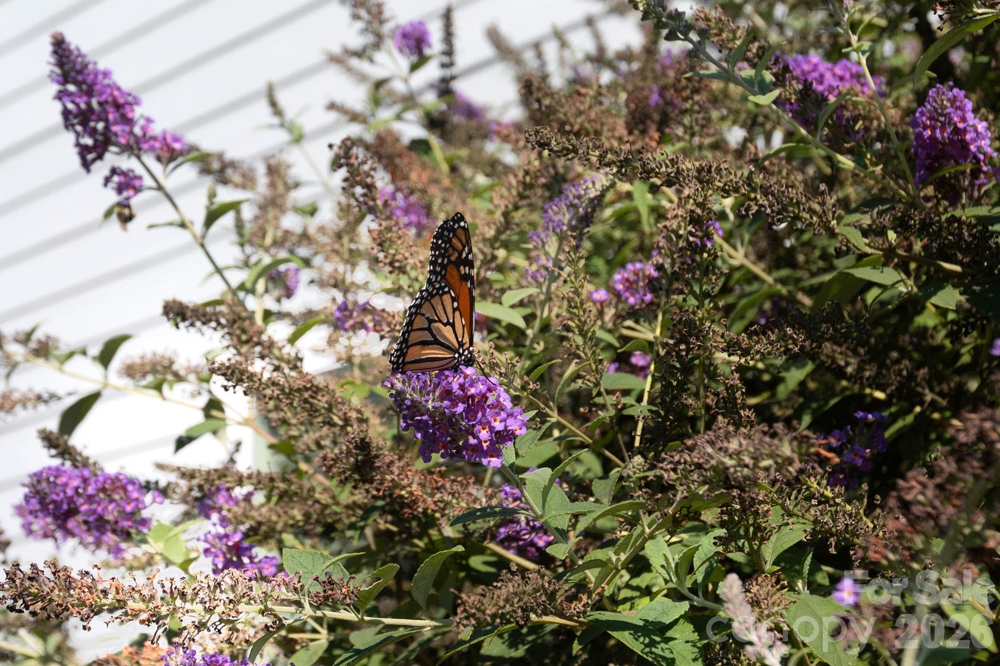 Backyard butterfly bush - 9104 Gladden Hill Lane, Pineville