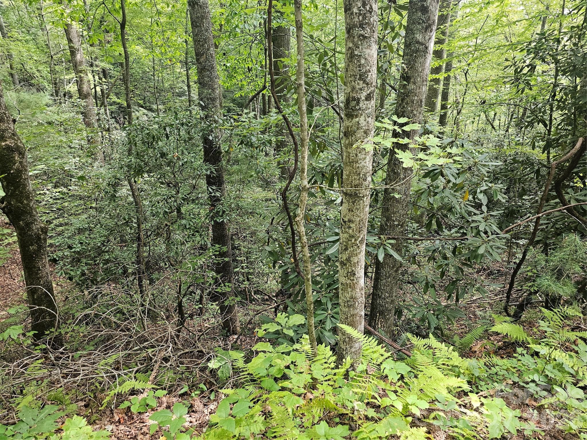 Lot at Hendersonville, photo 6 of 92