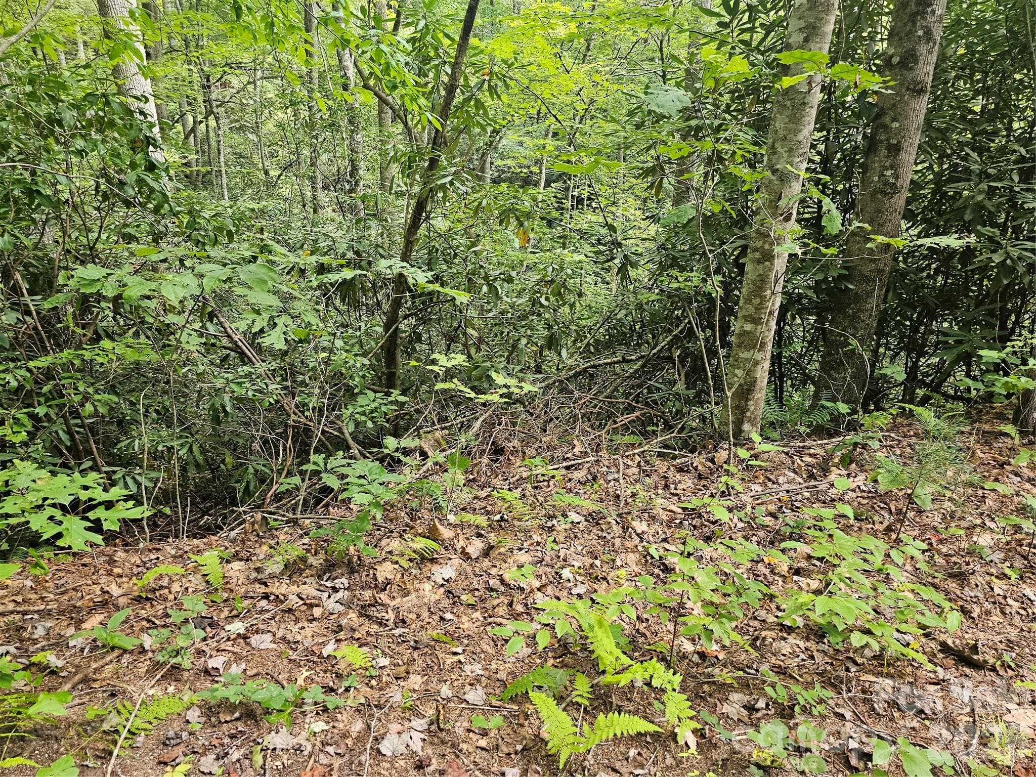 Lot at Hendersonville, photo 14 of 92