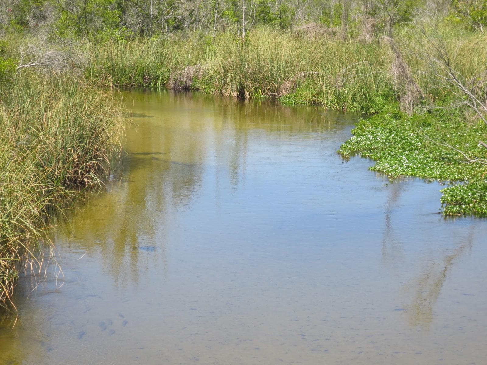 OCALA NATIONAL FOREST ACTIVITIES - 1742 SE 169TH TERRACE RD, SILVER SPRINGS