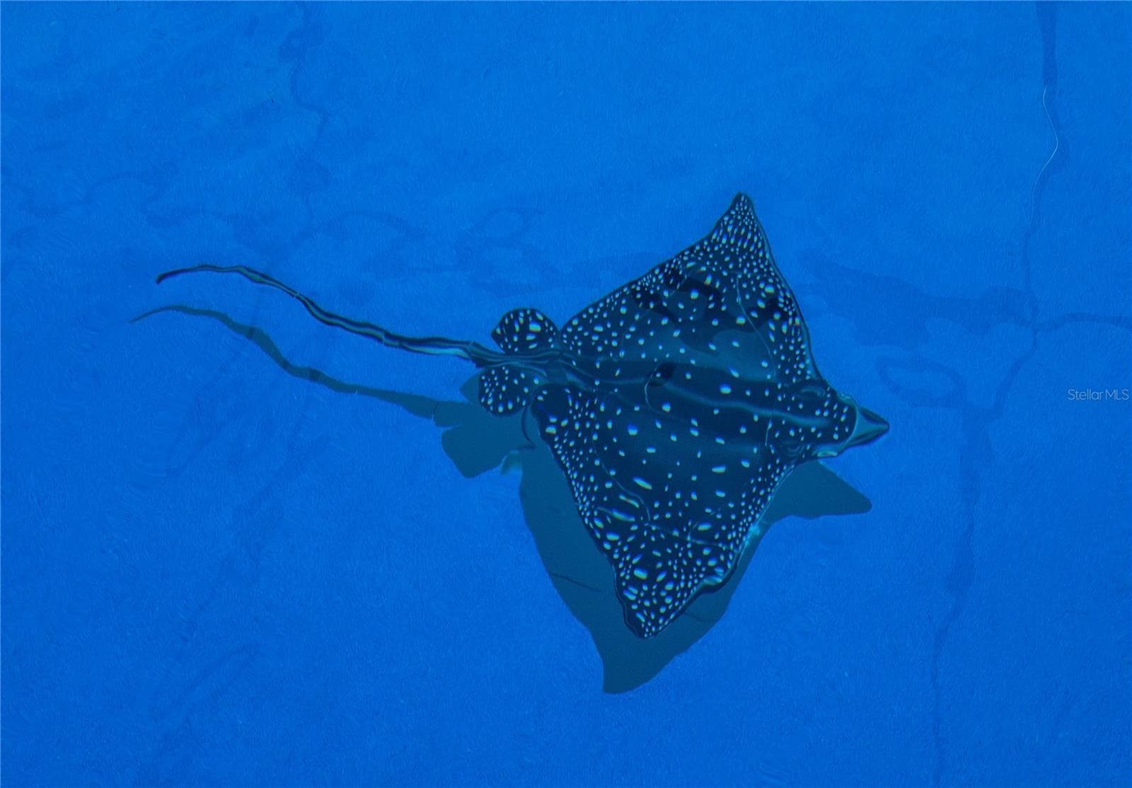 Stingray in pool - 18 OAK VIEW CIR E, PALM COAST