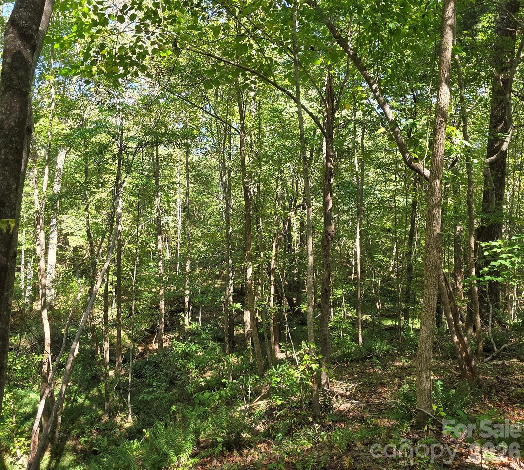 woods - 552 Midway Road, Richburg
