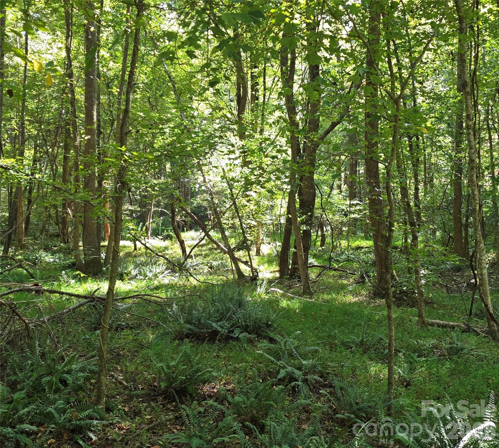 woods near creek - 552 Midway Road, Richburg