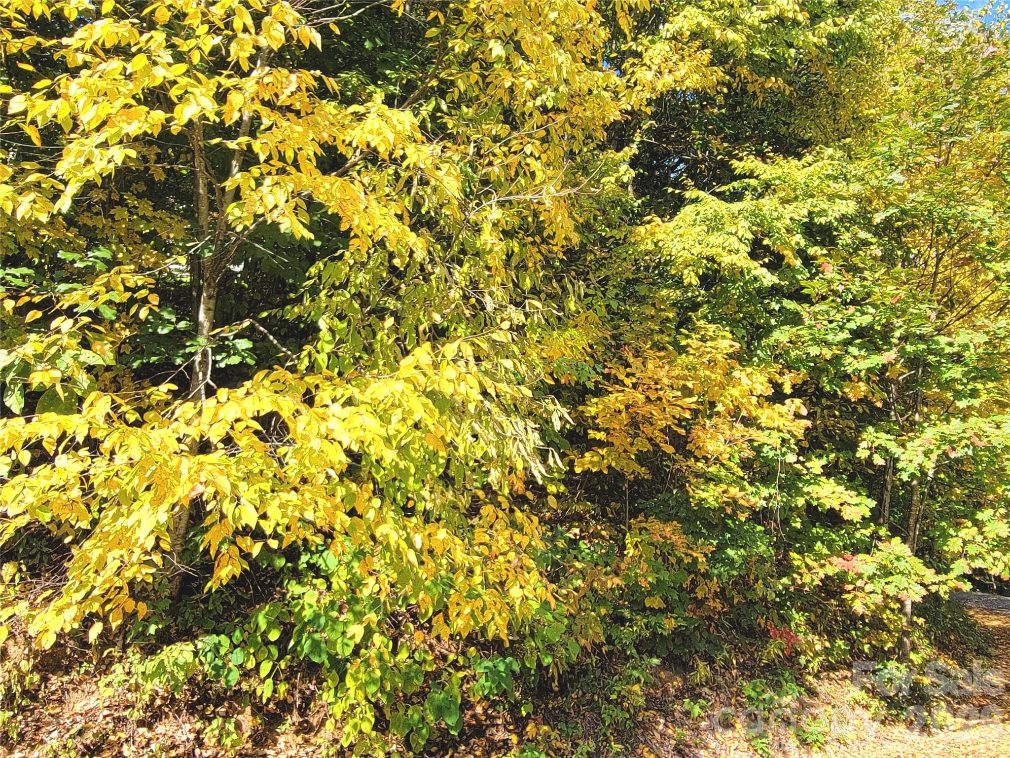 Lot at 200 Village Lane, Waynesville, photo 11 of 29