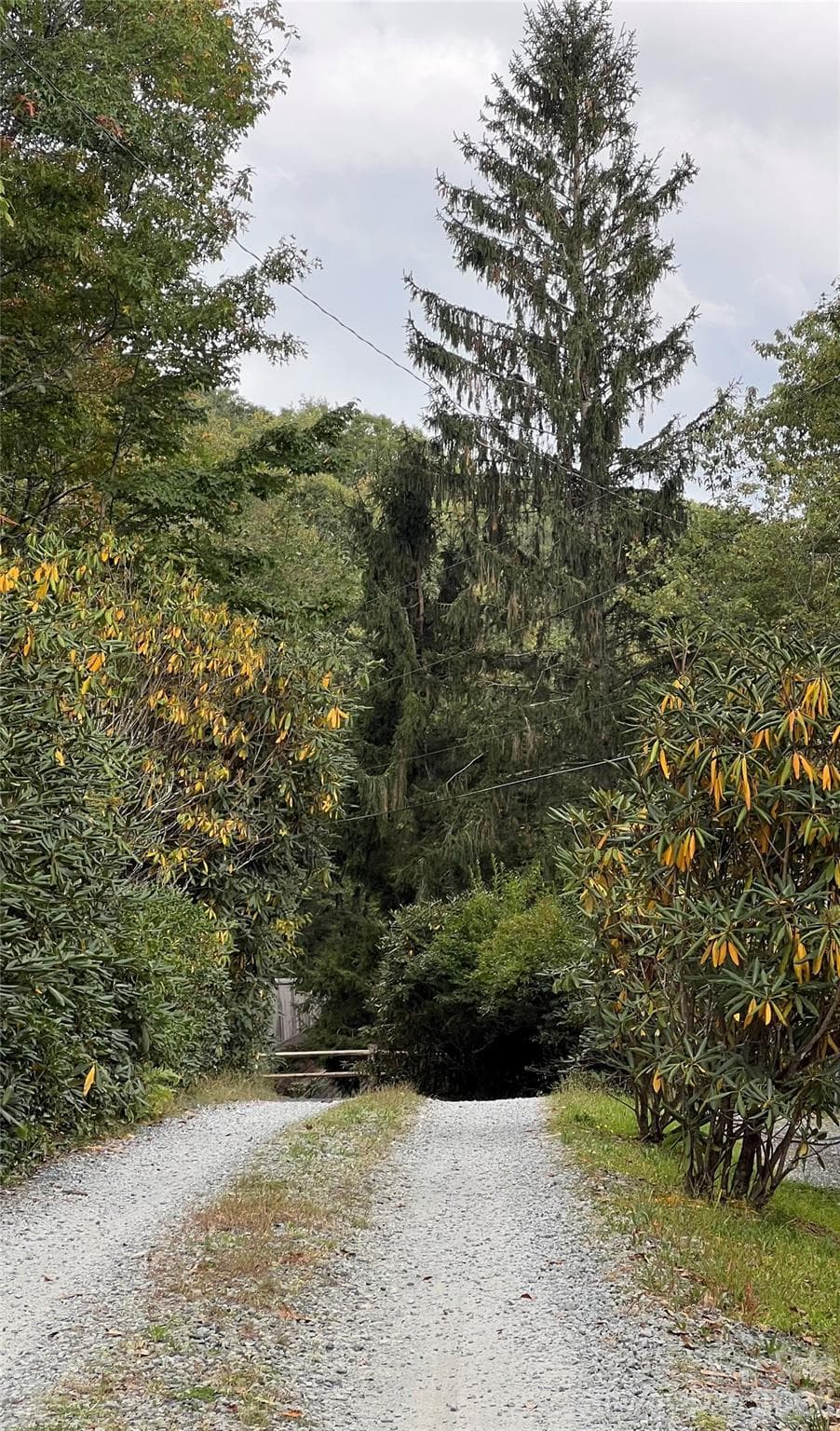 0000 Forest Lane