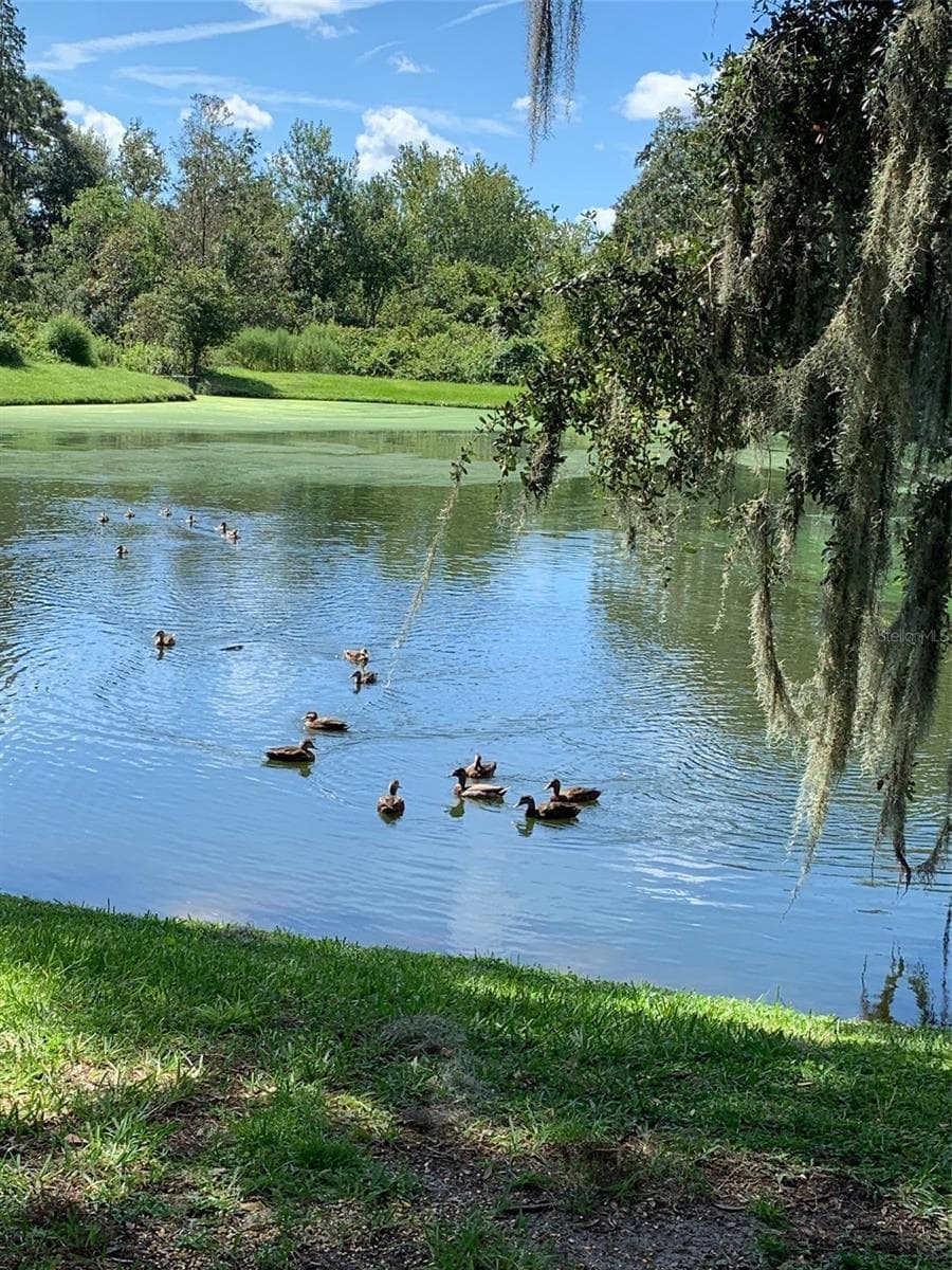 Pond in back yard - 30702 IVERSON DR, WESLEY CHAPEL