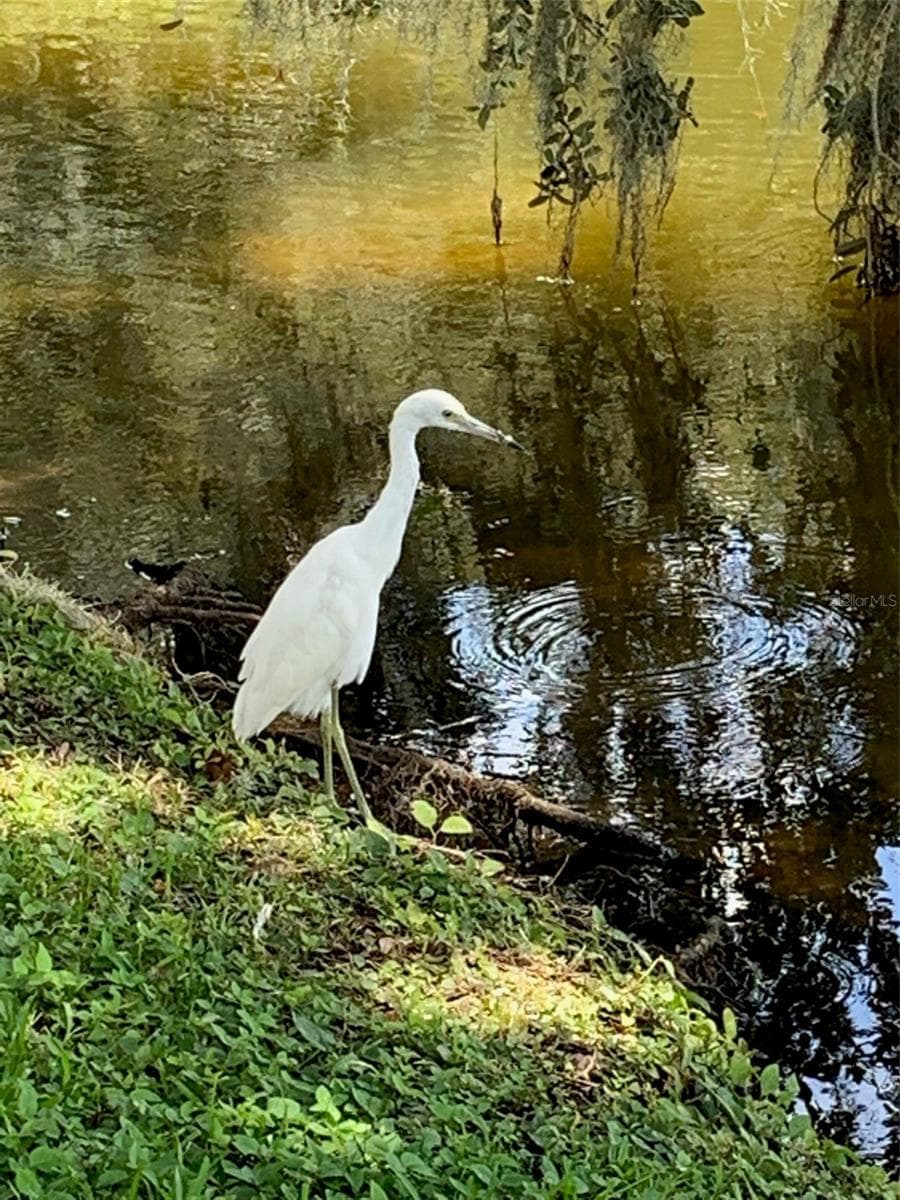 Back yard friend - 30702 IVERSON DR, WESLEY CHAPEL