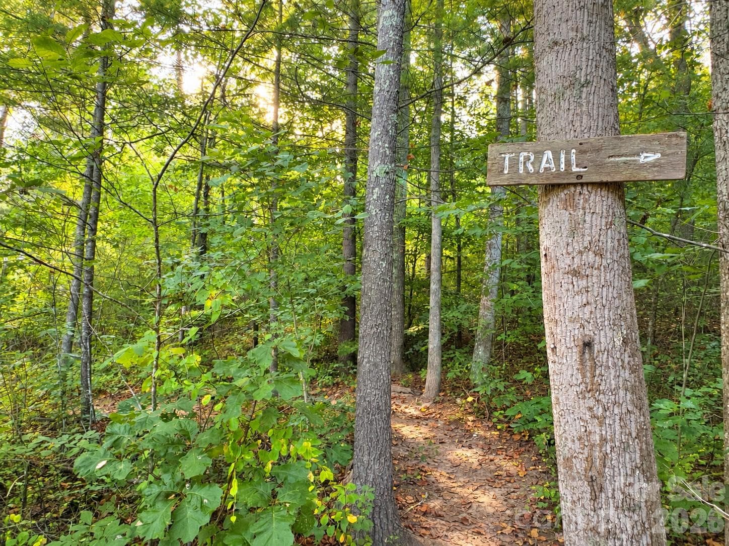 trail to Haw Creek lookout right around the corner - Asheville