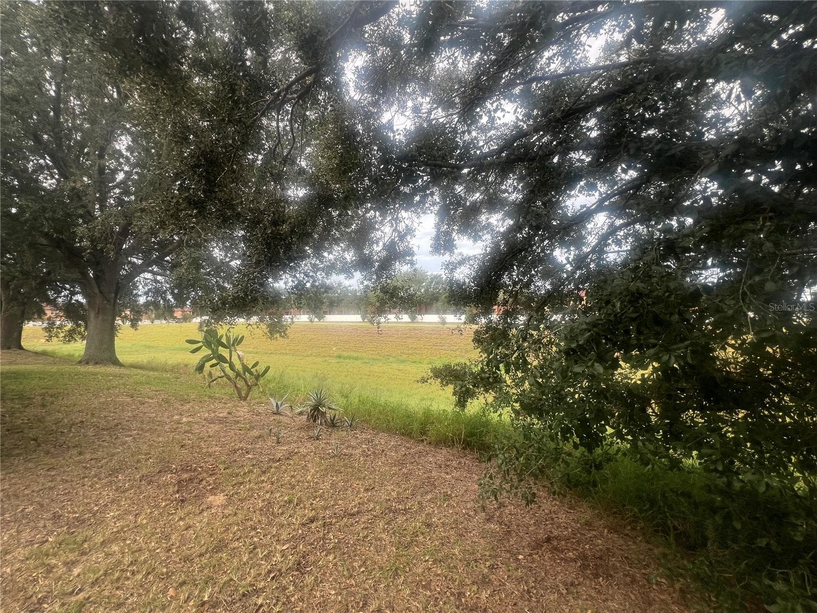 Backyard View - 237 WALPOLE LOOP, DAVENPORT