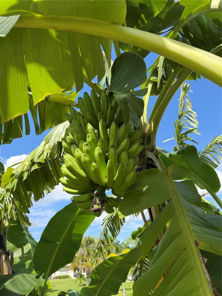 Banana tree in your backyard! - 1311 TUSCANY DR, PUNTA GORDA