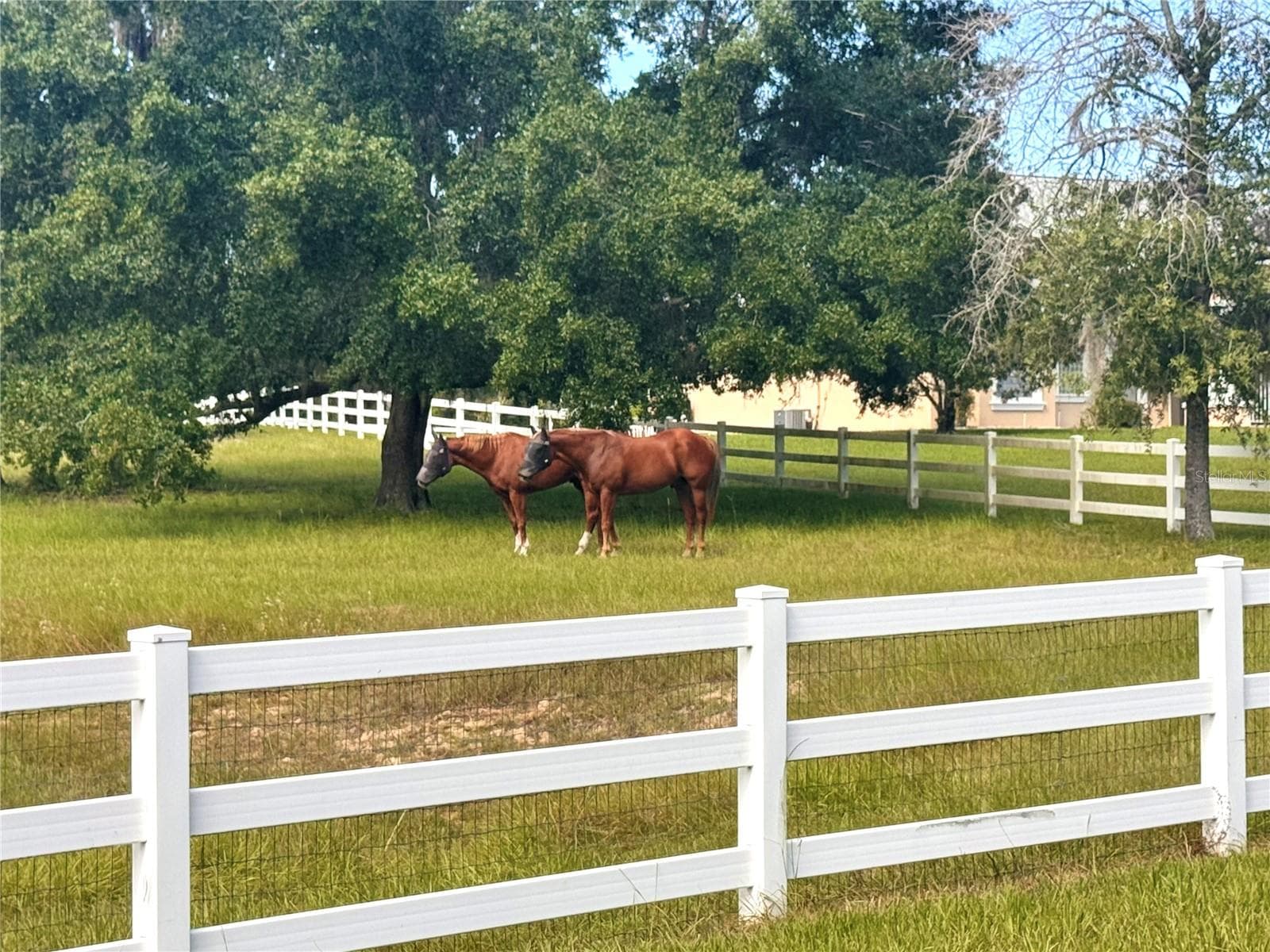 Beautiful fenced pastures shaded by mature trees - 6722 W SENTINEL BLUFF PATH, BEVERLY HILLS