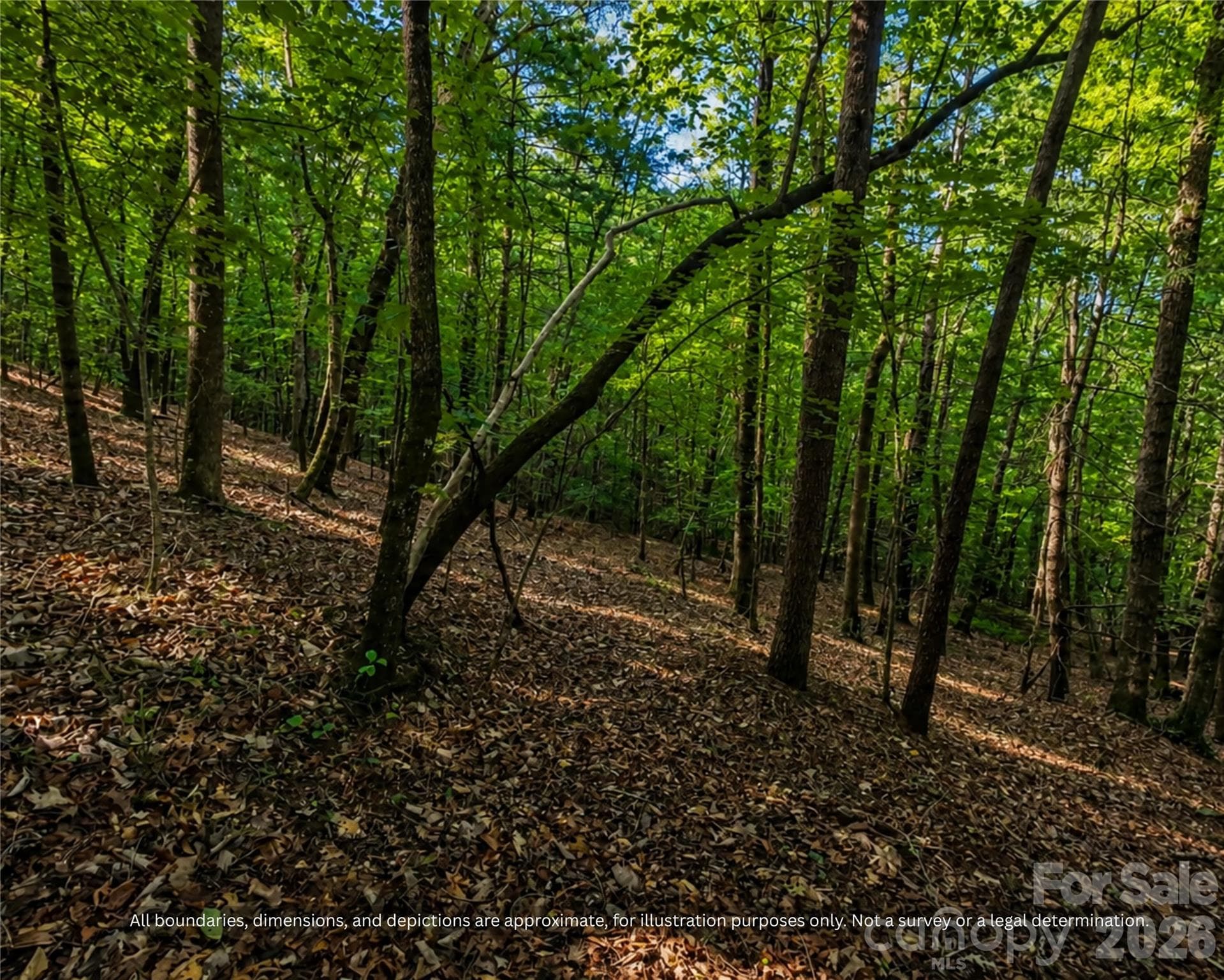 Wooded slope rising toward the ridge top, plan for a stepped or graded homesite - 99999 Boone Gap Lane, Taylorsville