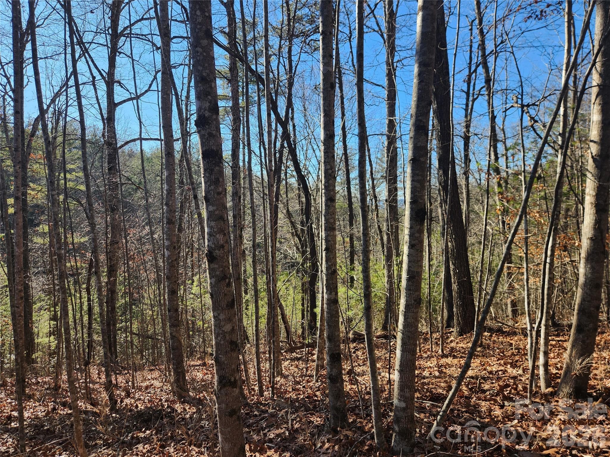 Acreage at Lenoir, photo 18 of 76
