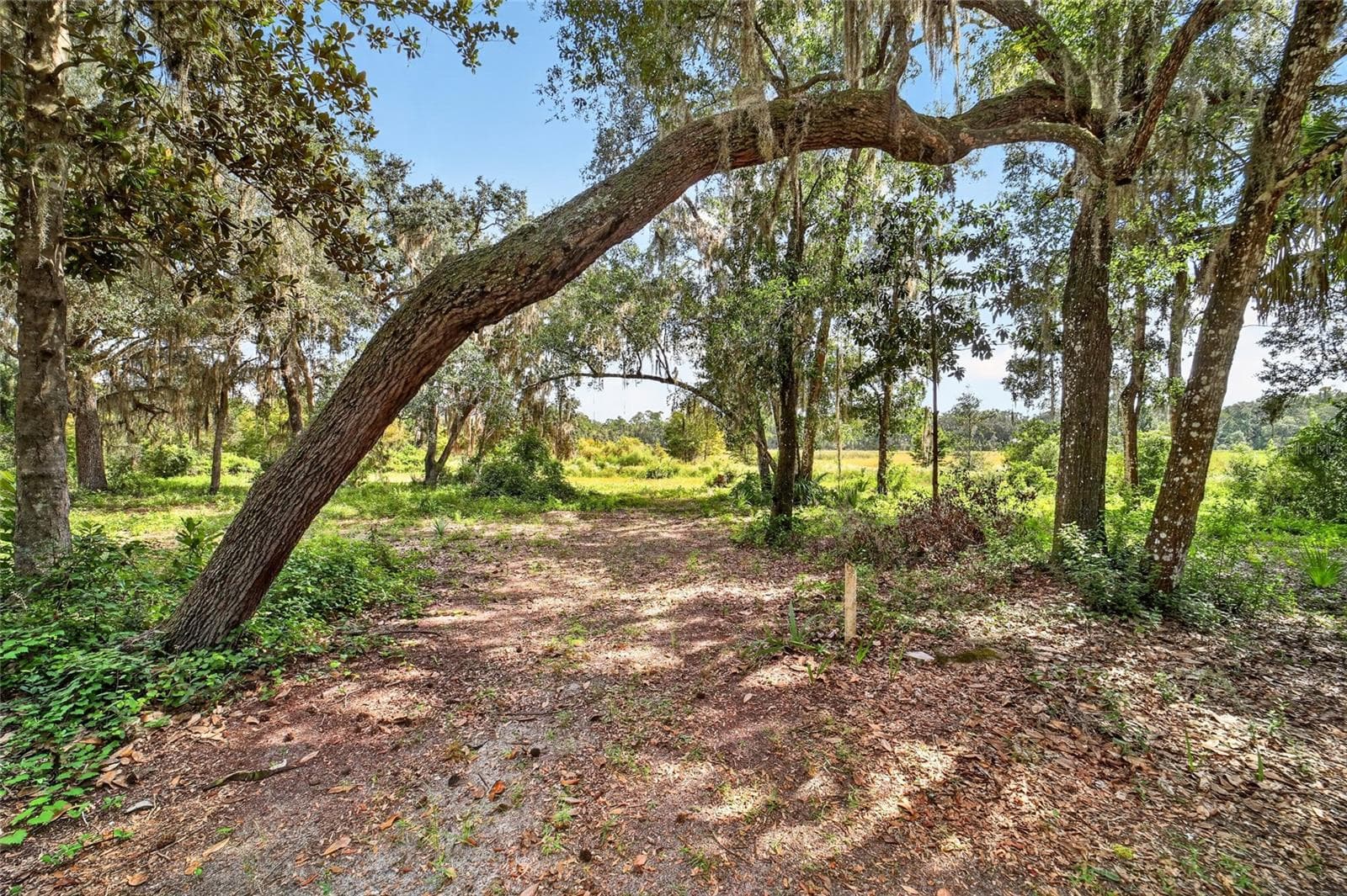 Land at 5686 E HIGHWAY 316, CITRA, photo 24 of 42