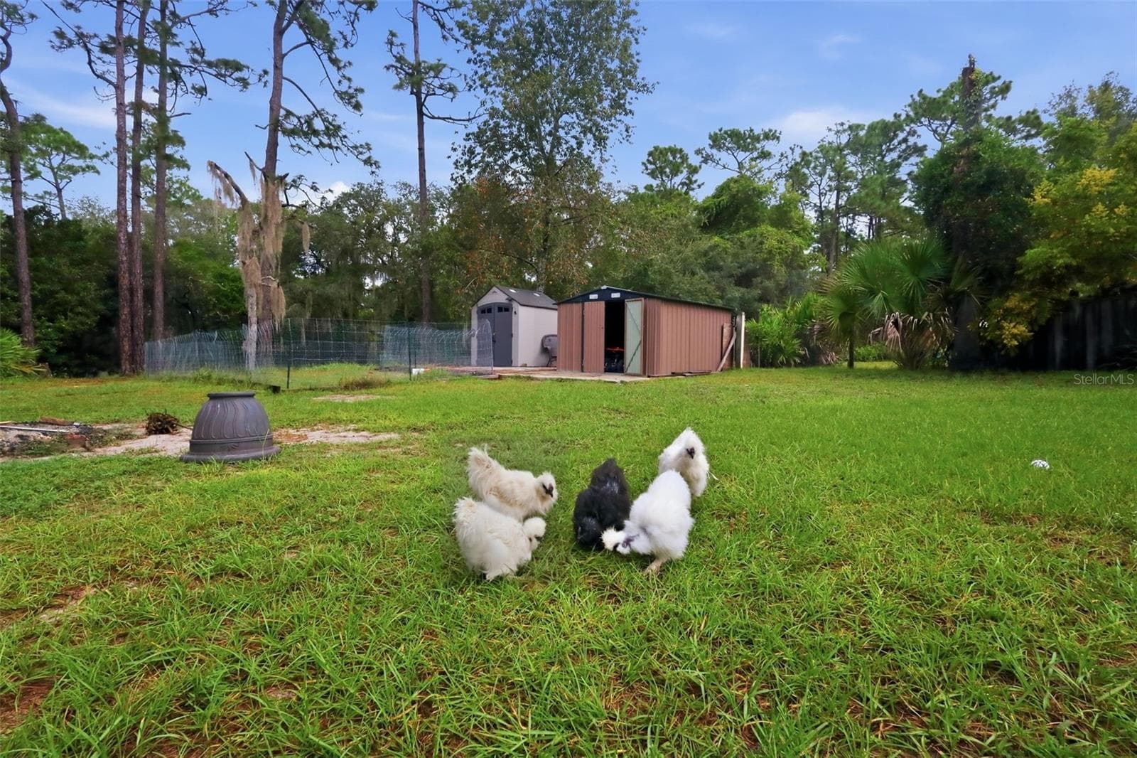 Silkie Chickens - 2992 INCA CT, DELTONA