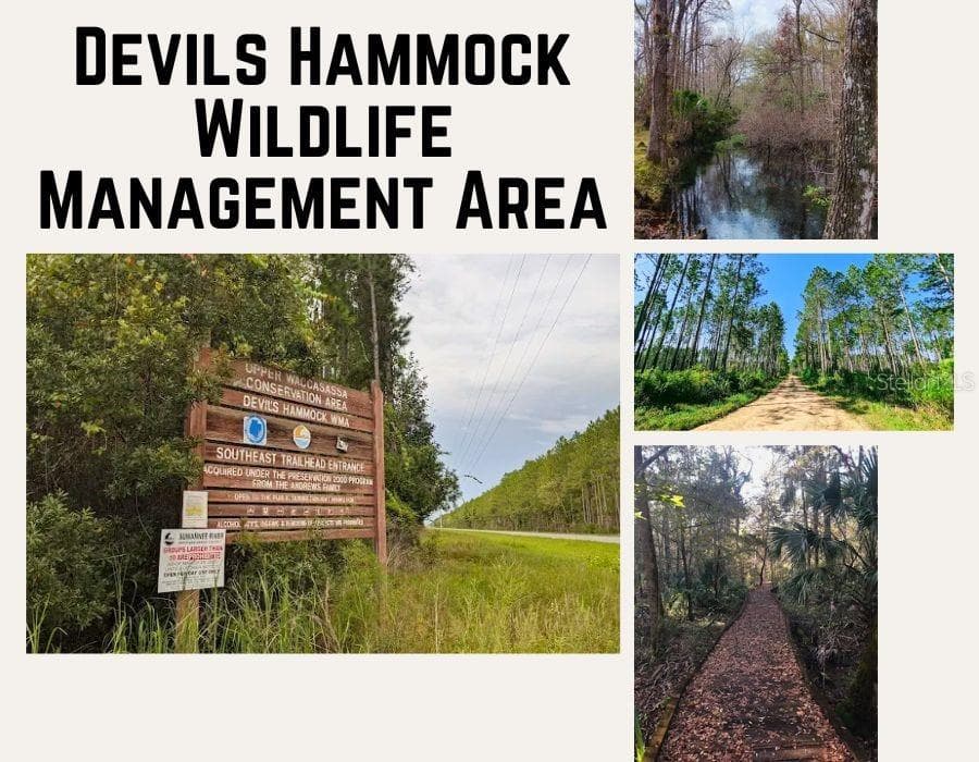 Land at TBD NE 56TH ST, BRONSON FL 32621, Bronson, photo 18 of 31