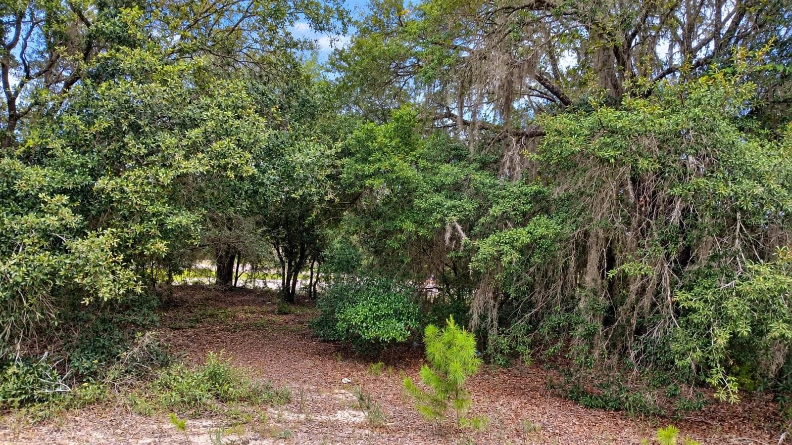 Land at TBD SE MALAUKA LOOP RUN RD, OCKLAWAHA, photo 3 of 3