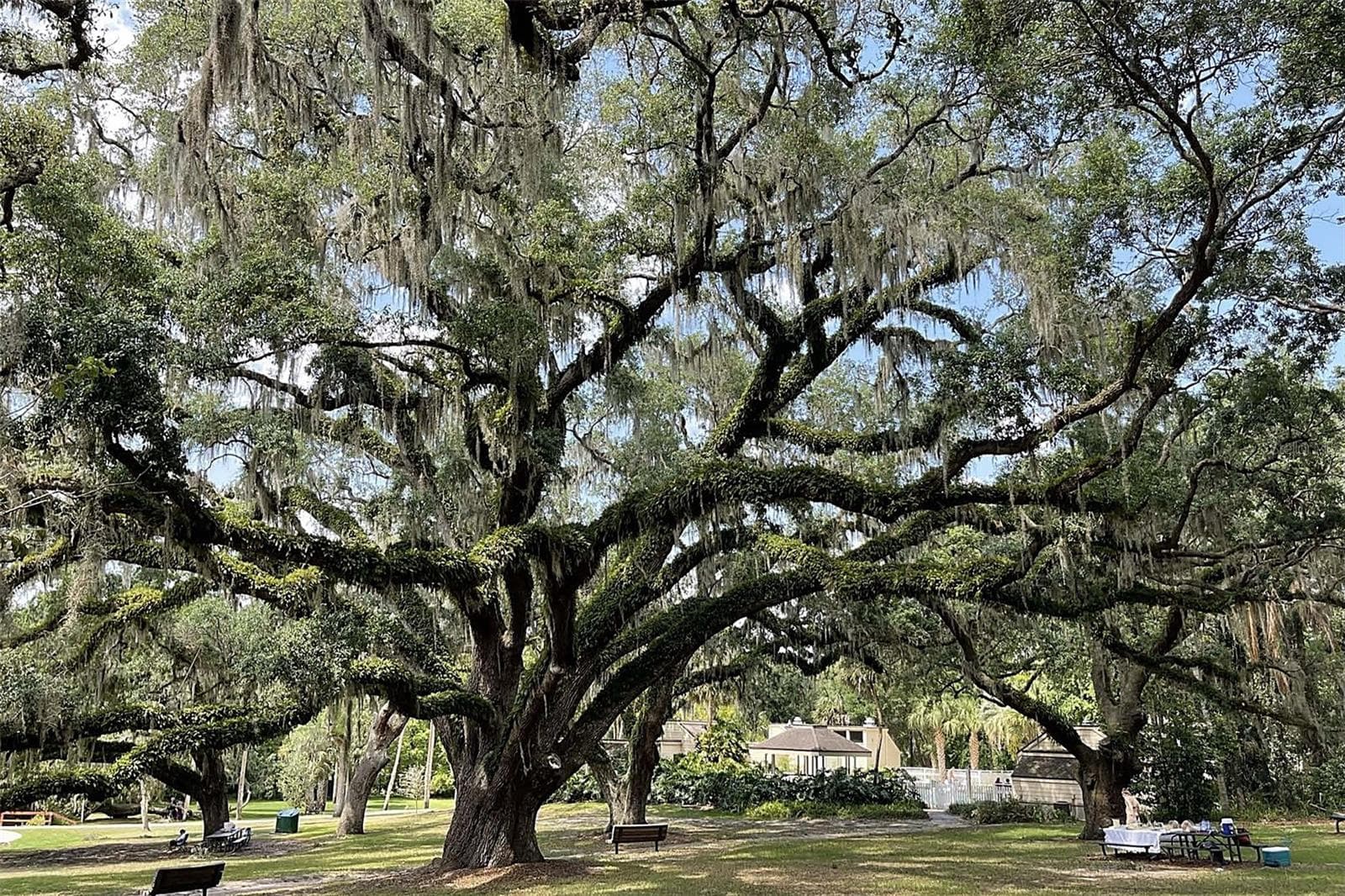 Relax under century old oak trees - at the spring recreation area - 221 PINE CONE LN, LONGWOOD