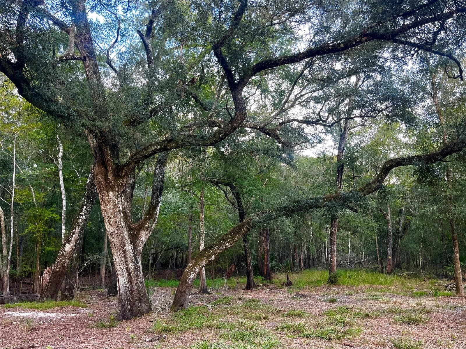 Land at CANAL ST, FANNING SPRINGS, photo 7 of 15