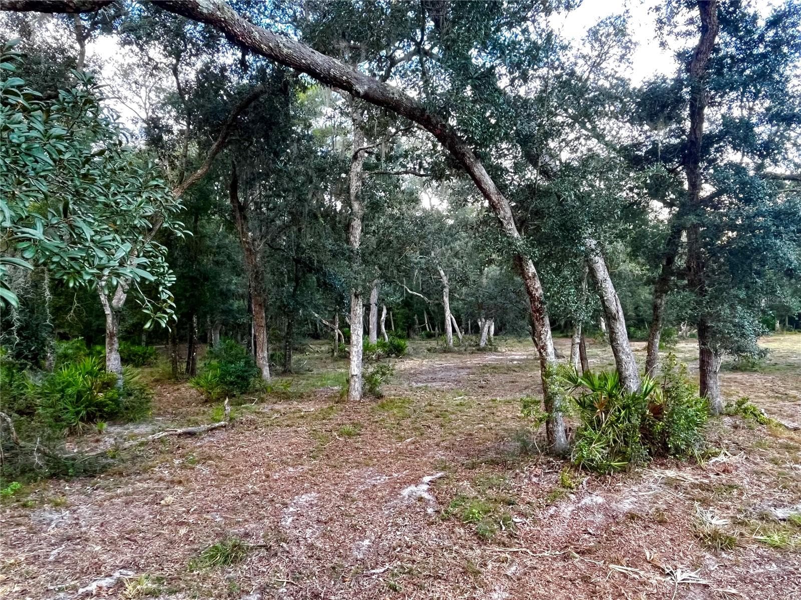 Land at CANAL ST, FANNING SPRINGS, photo 8 of 15