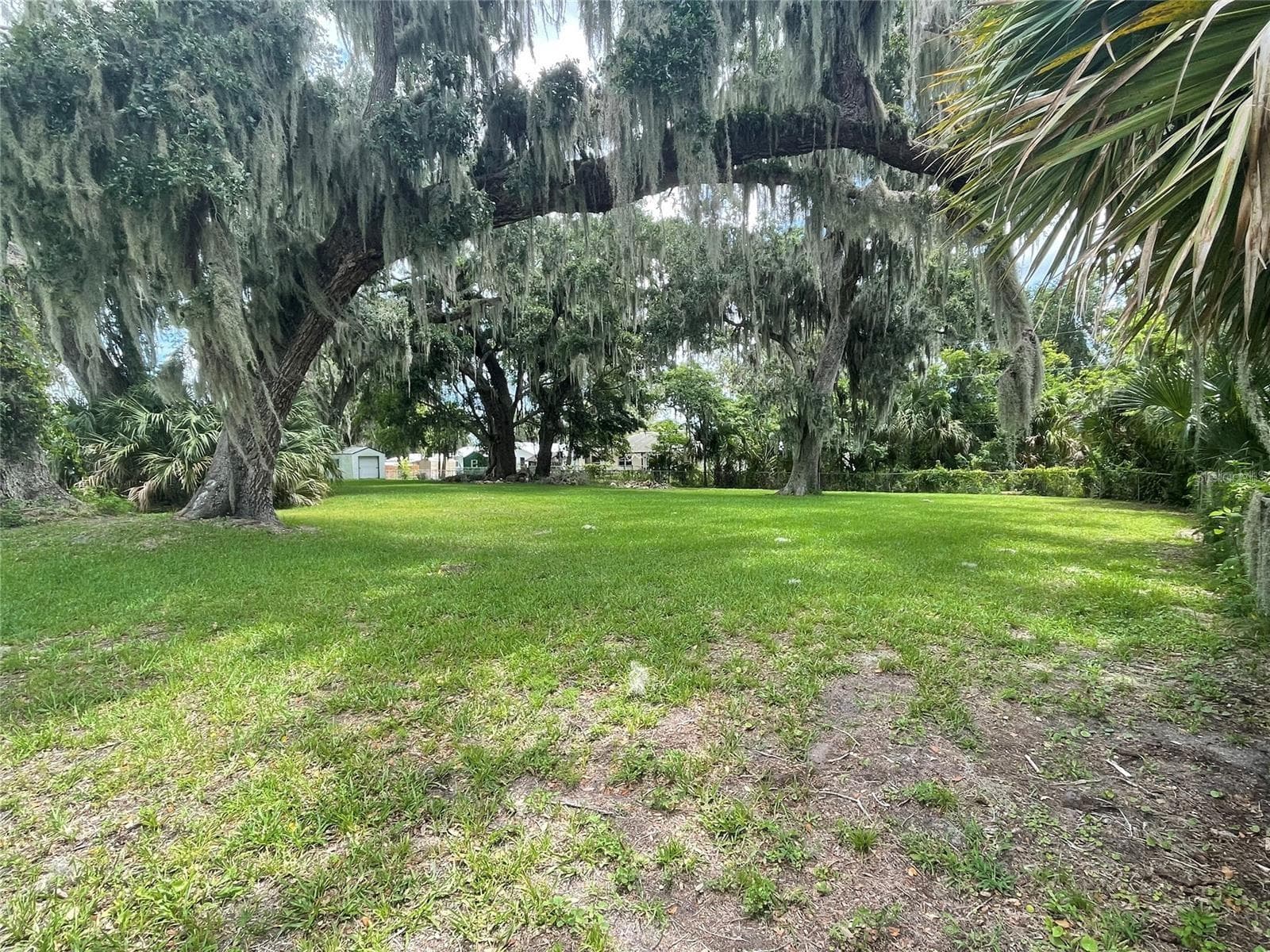2829 LIME TREE