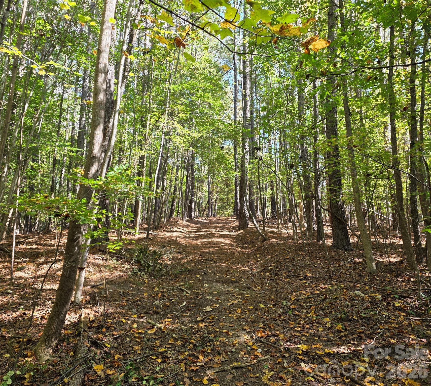 driveway/trail into the woods - 1350 McKnight Road, Smyrna